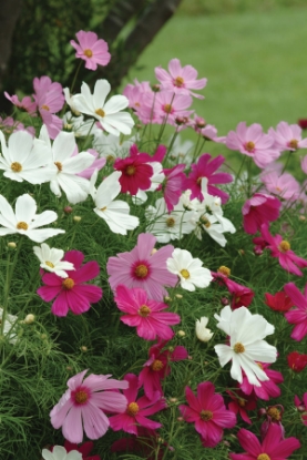 Picture of Cosmos - Sonata Series Mixed Premium